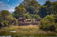 Kudde Olifanten, Zuid Afrika van Mark Zoet thumbnail
