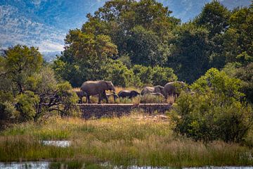 Elefantenherde, Südafrika von Mark Zoet