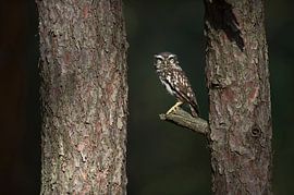 erregt... Steinkauz *Athene noctua* sur wunderbare Erde