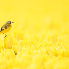 Yellow on yellow by Bas Oosterom
