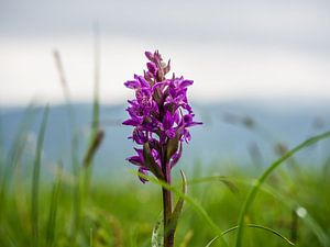 Wild orchid by Stijn Cleynhens