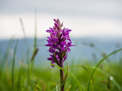 Orchidée sauvage