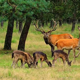 Edelherten en Damherten in het bos von Arjan de Kreek