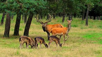 Edelherten en Damherten in het bos sur Arjan de Kreek