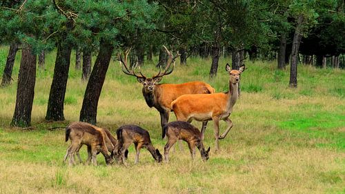Edelherten en Damherten in het bos