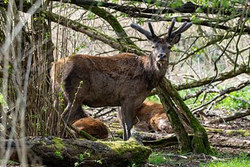 Der Rothirsch auf den Oostvaardersplassen von Merijn Loch