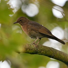 Common Blackbird  ( Turdus merula ) perched in a tree. by wunderbare Erde