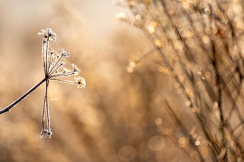 Uitgebloeide wilde peen na een eerste nacht met vorst