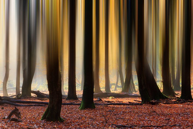 Verticale lijnen in het herfstbos van Dennis van de Water