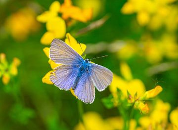 Lycaenidae-Schmetterling auf gelber Blume von Animaflora PicsStock