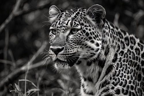 Gros plan d'un léopard majestueux en noir et blanc