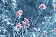 Chive blossom by Violetta Honkisz thumbnail