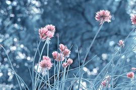 Schnittlauchblüte von Violetta Honkisz