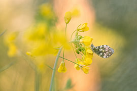 Petite aurore sur une plante de colza sur Moetwil en van Dijk - Fotografie landschappen - natuur