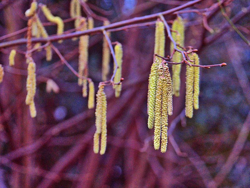 Lente Voorbeschouwing van Edgar Schermaul