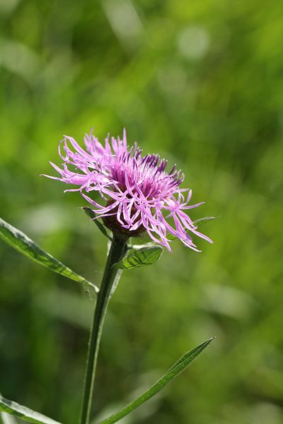 Wiesenflockenblume von Anja Bagunk