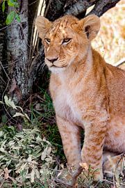 junger Löwe von Peter Michel