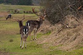 Fallow deer AWD by Merijn Loch