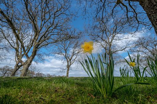 Narcissen