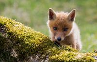 Jonge kleine Vos van Menno Schaefer thumbnail