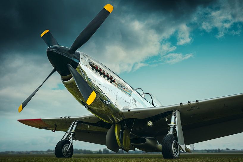 mustang by Frank Peters