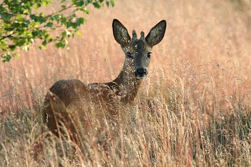 Reebok by Gijs  Tjeerdsma