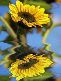 Sonnenliebchen von Vera Laake