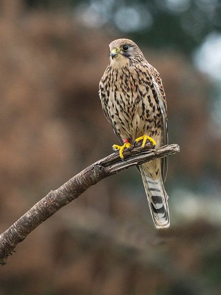 Birds of prey the Kestrel by Loek Lobel