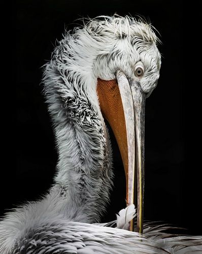 Pelikaan van Edwin Alexander