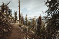 Wandelpad in de bossen van Sequoia National Park | Reisfotografie | Californië, U.S.A. van Sanne Dost thumbnail