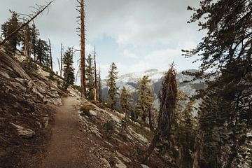 Wandelpad in de bossen van Sequoia National Park | Reisfotografie | Californië, U.S.A. van Sanne Dost