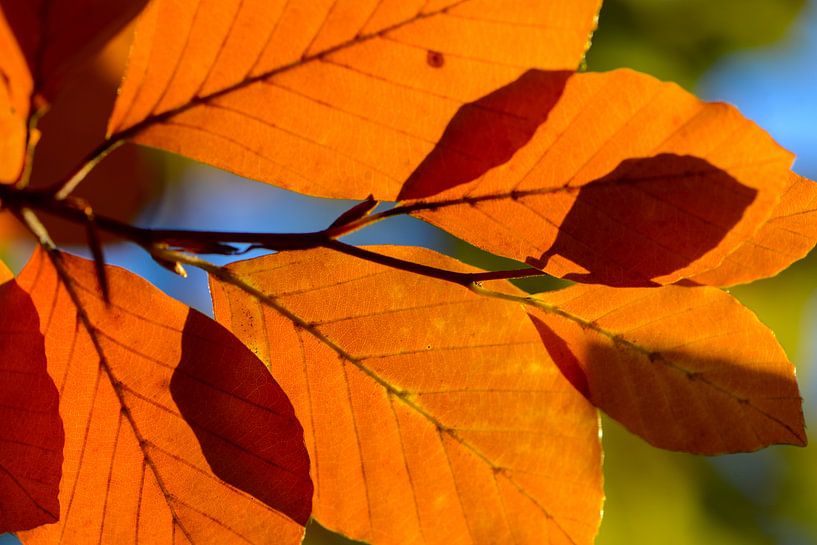 kleurrijke bladeren van de beuk in de herfst van Jan Fritz