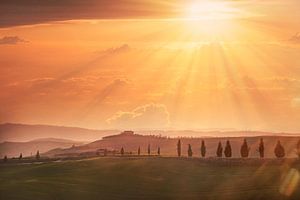 LP 71330214 Trees on hills in Tuscany, Italy sur BeeldigBeeld Food & Lifestyle