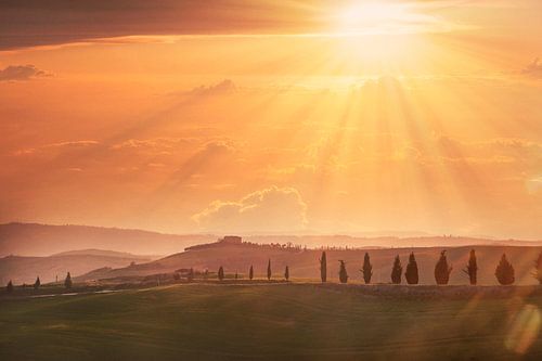 LP 71330214 Bomen op heuvels in Toscane, Italië