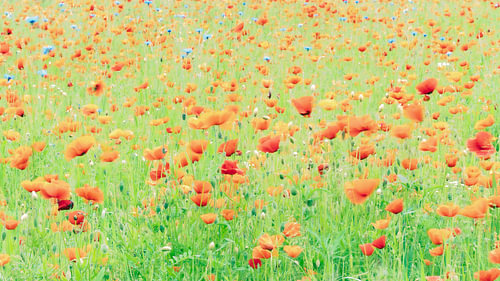 A magnificent field of poppies