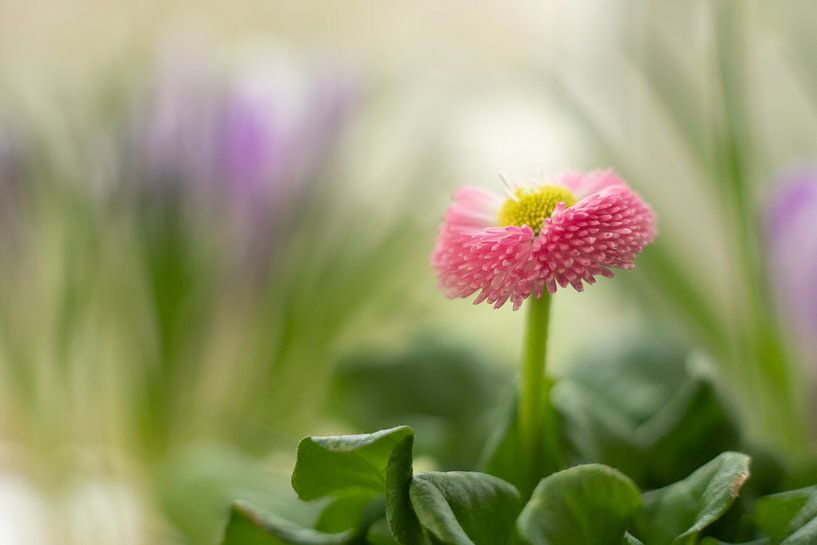 Bellis Perennis by Janny Kleijn