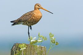 Schwarzschwanzschnepfe auf Stelzen im Polder zwischen Pfeiftönern von Jeroen Stel