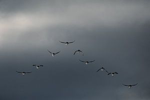 Guillemots à bec court en formation en V sur Martijn Smeets