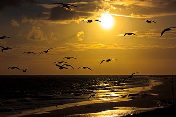 Seagulls at sunset by Stefan Füsers