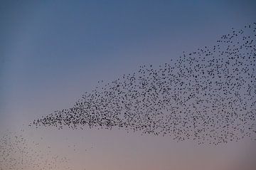 Spreeuwen zwerm met vliegende vogels in de lucht tijdens zonsondergang