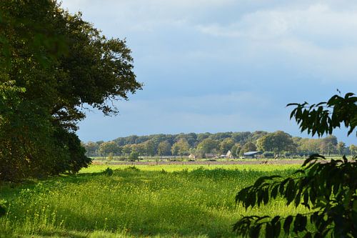 doorkijk met bomen weiland