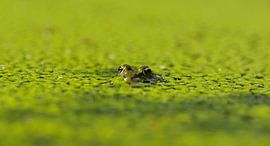 Grüner Frosch in der Wasserlinse