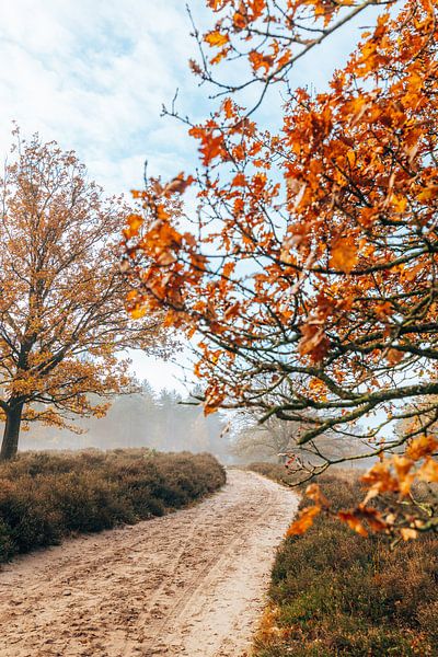 Colours of autumn - Wisselse Veen heathland - Netherlands by Wandeldingen