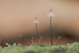 Macro photo de champignons dans la forêt | impression photographique de voyage | Pays-Bas sur Kimberley Jekel