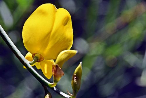 eine gelbe Spanische Ginster Blüte in meinem Garten