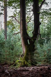 Seltsamer Baum im Biss