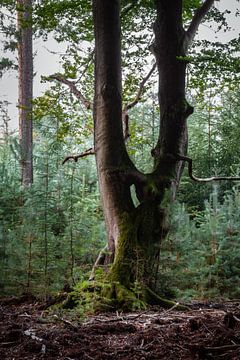 Vreemde boom in de bijt van Jaimy Leemburg Fotografie