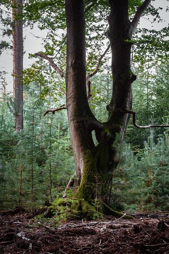 Vreemde boom in de bijt