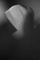 Black and white tulip