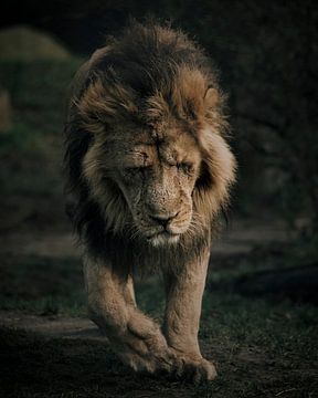 Le Lion déprimé marche seul sur Patrick van Bakkum